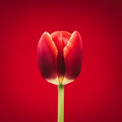 Porträt einer einzelnen roten Tulpe auf rotem Hintergrund