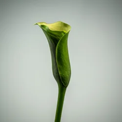 Einzelne grüne Calla-Lilie, 2020