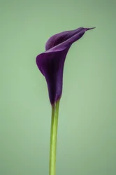 Einzelne lila Calla-Lilie, 2021