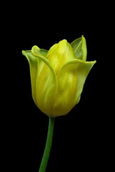 Gelbe Tulpe Nr. 02, 2021