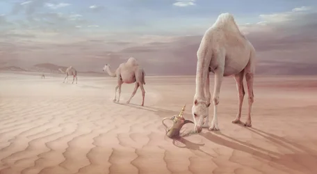 Arabische Wüste Kamele