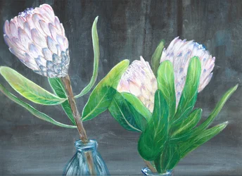 Rosa Protea Stillleben