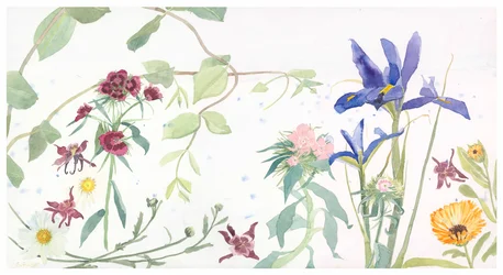 Iris und Bartnelken
