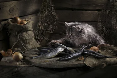 Neugierige Katze und Fisch