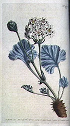 Dickstieliger Kranichschnabel (Pelargonium crassicaule), Tafel 477 aus William Curtis