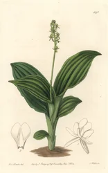Afrikanische Liparis-Orchidee