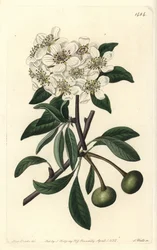 Mandelblättrige Birne, Pyrus amygdaliformis