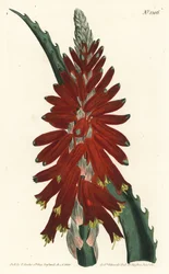 Baum-Aloe, Aloe arborescens