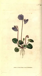 Alpine Soldanelle, Soldanella alpina