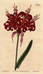 Amaryllis in Mohnfarbe, mit dunkelroten Blüten, die aus einem einzigen Stängel blühen. Ursprünglich aus dem Kap der Guten Hoffnung (Südafrika). Mohnfarbene Amaryllis, mit tiefroten Blüten, die aus einem einzigen Stängel blühen. Einheimisch am Kap der Guten