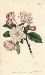 Apfelbaum mit Zierblüten - Chinesischer Blütenapfel, Malus spectabilis (Chinesischer Apfelbaum, Pyrus spectabilis). Handkolorierter Kupferstich von Sansom nach einer Illustration von Sydenham Edwards aus William Curtis