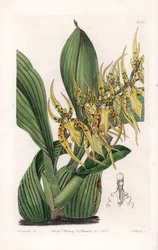Spinnenorchidee - Platte graviert von S. Watts, nach einer Illustration von Sarah Anne Drake (1803-1857), aus dem Botanischen Register von Sydenham Edwards (1768-1819), England