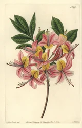 Gelbe Azalee, Rhododendron luteum