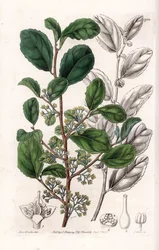 Azara Variete - Platte graviert von S. Watts, nach einer Illustration von Sarah Anne Drake (1803-1857), aus dem Botanical Register von Sydenham Edwards (1768-1819), England