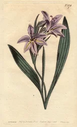 Baboonblume mit süßem Duft, Babiana plicata