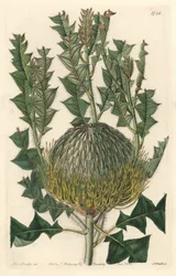 Banksia speciosa, ursprünglich aus Australien - Gravur von S. Watts nach einer Illustration von Sarah Anne Drake (1803-1857), aus dem Botanical Register