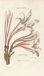Barbados-Lilie (Amaryllis revoluta)