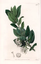 Bärentraube, ursprünglich aus Kalifornien - Gravur von S. Watts nach einer Illustration von Sarah Anne Drake (1803-1857), aus dem Botanical Register von Sydenham Edwards (1768-1819), England