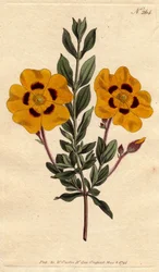 Schöner Zistrose mit leuchtend gelben Blüten, verziert mit Karmesinrot, Cistus formosus
