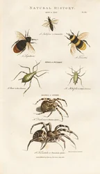 Bienen, Blattläuse und Spinnen