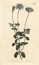 Blaue Gänseblümchen, Felicia amelloides (Blau blühende Cinerarie oder Kapaster, Cineraria amelloides) - Handkolorierter Kupferstich von Sansom nach einer Illustration von Sydenham Edwards aus William Curtis