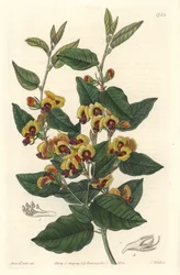 Bossiaea mit großen Blüten, australischen Ursprungs