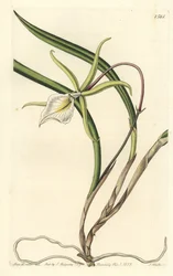 Brassavola perrinii
