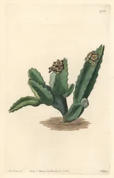 Kaktus Caralluma, heimisch in Sizilien - Starke Wasser von S. Watts nach einer Illustration von Sarah Anne Drake (1803-1857), aus dem Botanischen Register