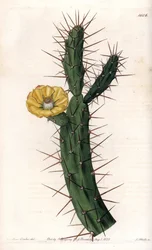 Kaktus, Feigenkaktus