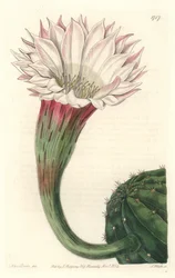 Kaktus Seeigel oder Mosesball, in Blüte, heimisch in Brasilien