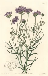 Kalifornische Gilia