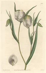Calochorte (Mariposa) oder Cyclobothre mit weißen Blüten, heimisch in Kalifornien