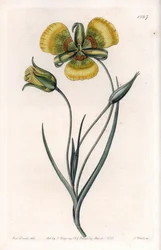Calochortus