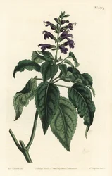 Karibischer Salbei - Salvia lamiifolia (Purpurblütiger Salbei, Salvia amoena). Handkolorierte Kupferstichgravur von F. Sansom Jr. nach einer Illustration von Sydenham Edwards aus William Curtis