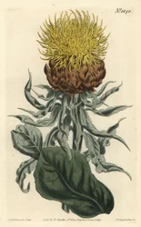 Riesen-Flockenblume