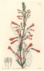 Chelone (oder Galane) mit Baldrianblättern, heimisch in Kalifornien