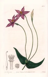 Chironia Variete - Platte graviert von S. Watts, nach einer Illustration von Sarah Anne Drake (1803-1857), aus dem Botanical Register von Sydenham Edwards (1768-1819), England