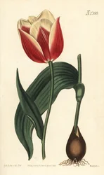 Claramond-Tulpe (Stich von Weddell, Illustration von Sydenham Edwards)