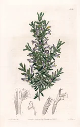Clinopodium Variete - Platte graviert von S. Watts, nach einer Illustration von Sarah Anne Drake (1803-1857), aus dem Botanical Register von Sydenham Edwards (1768-1819), England