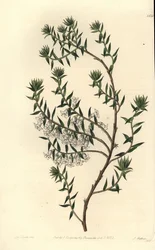 Gemeine Heide