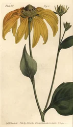 Sonnenhut, Rudbeckia hirta (Stich von F. Sansom, Illustration von Sydenham Edwards)