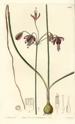 Koralle aus Mexiko - Bessera elegans