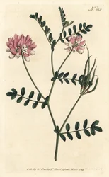 Bunte Kronwicke