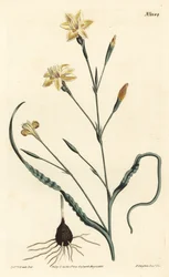 Gekräuselte Moraea, Moraea crispa. Handkolorierte Kupferstichgravur von F. Sansom Jr. nach einer Illustration von Sydenham Edwards aus William Curtis