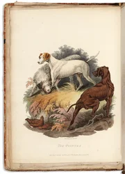 Cynographia Britannica: Bestehend aus farbigen Gravuren verschiedener Hunderassen, die in Großbritannien existieren, 1800-05