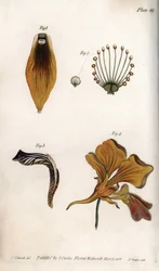 Detaillierte Beschreibung des Stängels und der Krone der Fritillarie. Farbiger Kupferstich, Illustration von Sydenham Edwards (1768-1819) für Konferenzen der Botanik, Botanischer Garten von Lambeth (England)