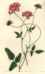 Erweiterte Kennedya, Kennedya dilatata. Handkolorierter Kupferstich von S. Watts nach einer Illustration von Miss Sarah Drake aus Sydenham Edwards
