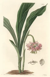 Erd-Orchidee, ursprünglich aus Sri Lanka