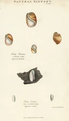 Elastische Bulla, Bulla resiliens, und blasse oder zylindrische Bulla, Bulla pallida. Handkolorierter Kupferstich nach Sydenham Edwards aus John Mason Goods Pantologia, einer neuen Enzyklopädie, G. Kearsley, London