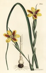 Elegante Moraea (Stich von F. Sansom Jr., Illustration von Sydenham Edwards)